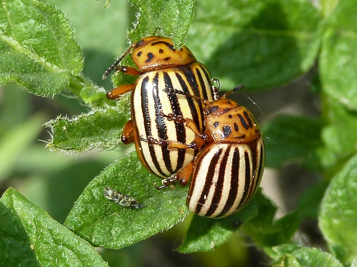 Leptinotarsa decemlineata (Colorado Beetle).jpg